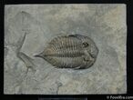 Dalmanites Trilobite From NY - Great Display Specimen #10-1